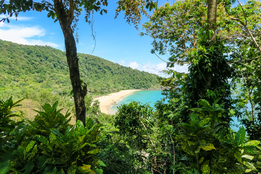 bamboo beach