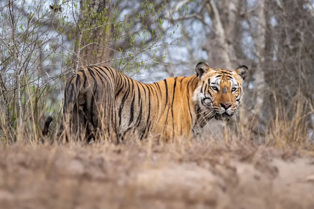 parco nazionale della sundarbans